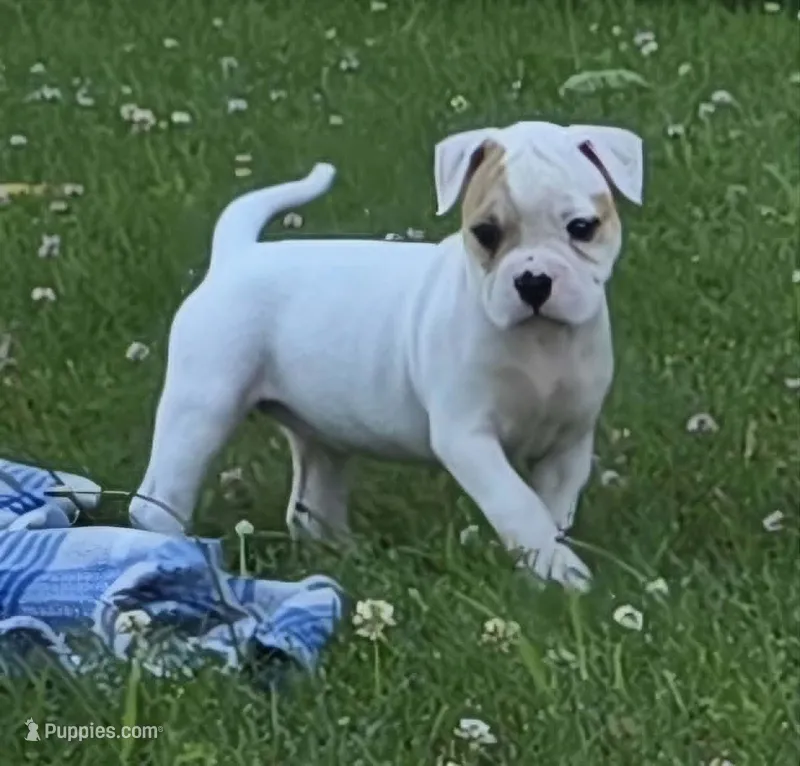 Reese – American Bulldog puppy for sale in Three Rivers, MI