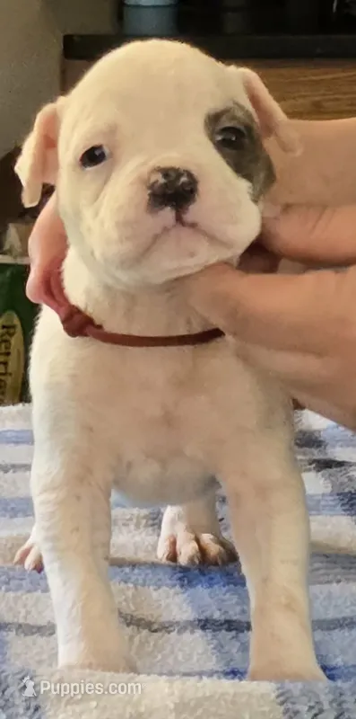 Taffy – American Bulldog puppy for sale in Three Rivers, MI