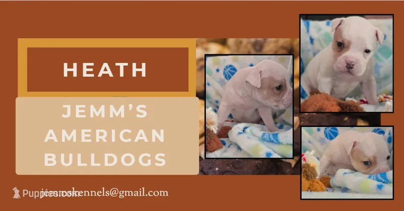 Heath – American Bulldog puppy for sale in Three Rivers, MI