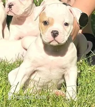 Heath – American Bulldog puppy for sale in Three Rivers, MI