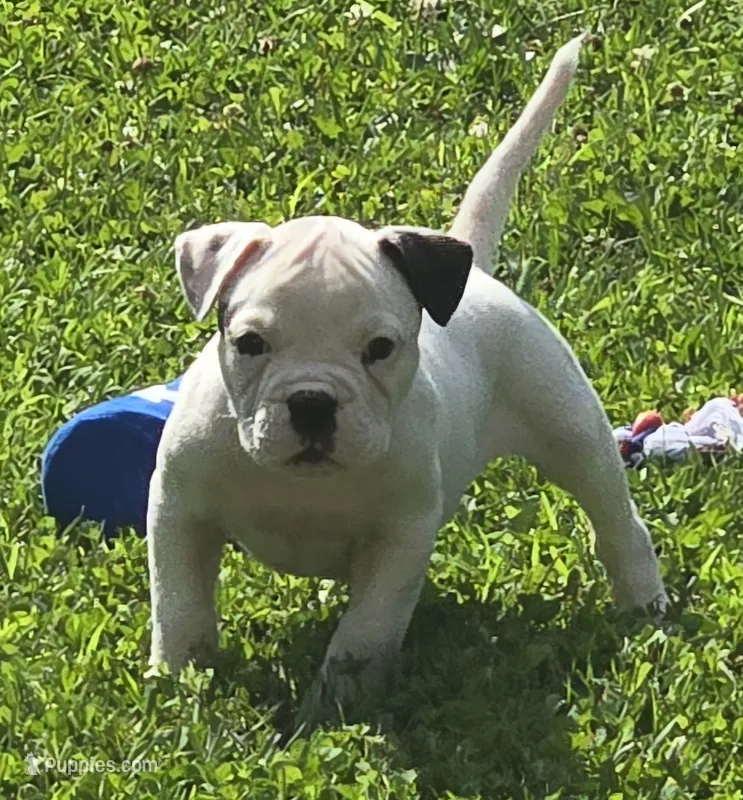 Rolo – American Bulldog puppy for sale in Three Rivers, MI