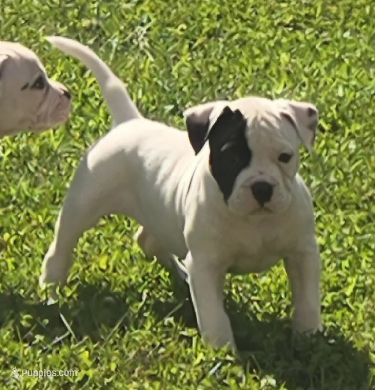Fudge – American Bulldog puppy for sale in Three Rivers, MI