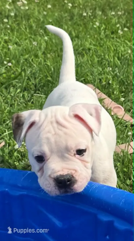 Jelly Roll – American Bulldog puppy for sale in Three Rivers, MI