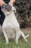 Lyra, a female American Bulldog for sale in Three Rivers, MI – 4 of 4