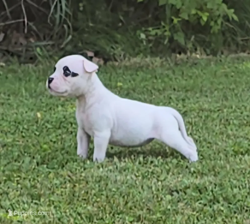Skittles – American Bulldog puppy for sale in Three Rivers, MI