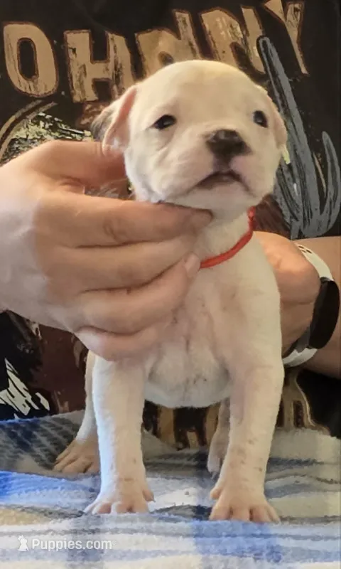 Jelly Roll – American Bulldog puppy for sale in Three Rivers, MI