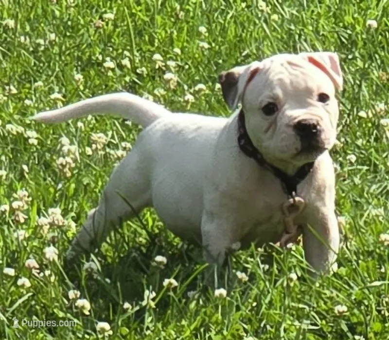Jelly Roll – American Bulldog puppy for sale in Three Rivers, MI