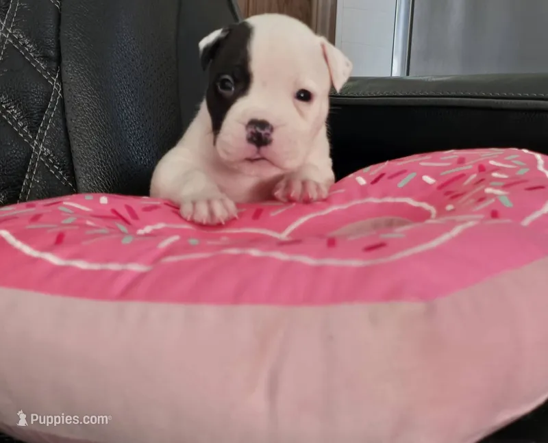 Fudge – American Bulldog puppy for sale in Three Rivers, MI