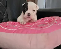 Fudge, a male American Bulldog for sale in Three Rivers, MI – 2 of 2
