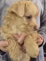 Girl one, a female Yorkshire Terrier for sale in West Plains, MO – Photo 2 of 3