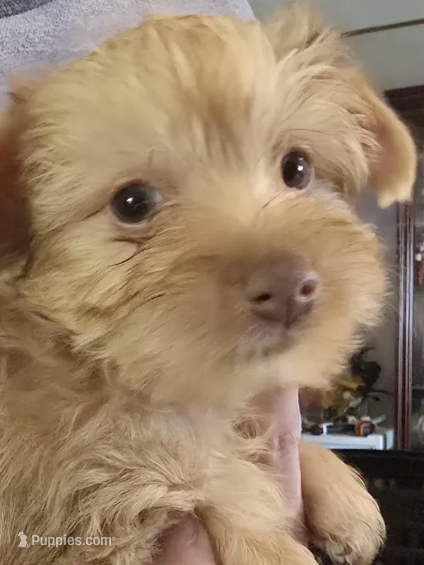 Girl one – Yorkshire Terrier puppy for sale in West Plains, MO