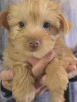 Girl one, a female Yorkshire Terrier for sale in West Plains, MO – Photo 3 of 3