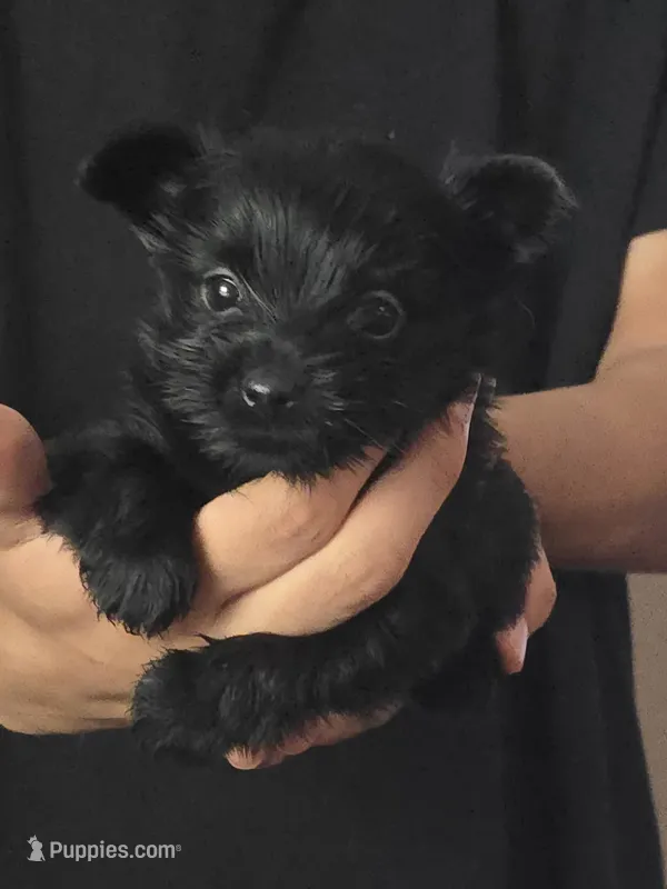 Solid Black female, a female Yorkshire Terrier for sale in West Plains, MO – 1 of 4