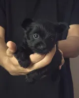 Solid Black female, a female Yorkshire Terrier for sale in West Plains, MO – 4 of 4