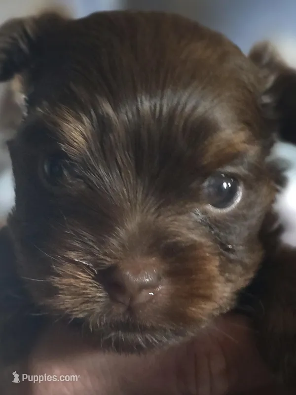 AKC Chocolate, a female Yorkshire Terrier for sale in West Plains, MO – Photo 1 of 5