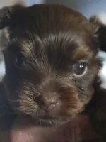 AKC Chocolate, a female Yorkshire Terrier for sale in West Plains, MO – Photo 1 of 5