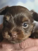 AKC Chocolate, a female Yorkshire Terrier for sale in West Plains, MO – Photo 3 of 5