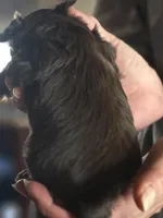 AKC Chocolate, a female Yorkshire Terrier for sale in West Plains, MO – Photo 2 of 5