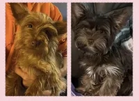 AKC Chocolate, a female Yorkshire Terrier for sale in West Plains, MO – Photo 5 of 5