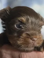 AKC Chocolate, a female Yorkshire Terrier for sale in West Plains, MO – Photo 4 of 5