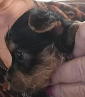 AKC girl or pet price, a female Yorkshire Terrier for sale in West Plains, MO – Photo 2 of 6