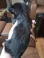 AKC girl or pet price, a female Yorkshire Terrier for sale in West Plains, MO – Photo 6 of 6