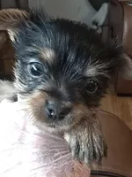 AKC girl or pet price, a female Yorkshire Terrier for sale in West Plains, MO – Photo 4 of 6