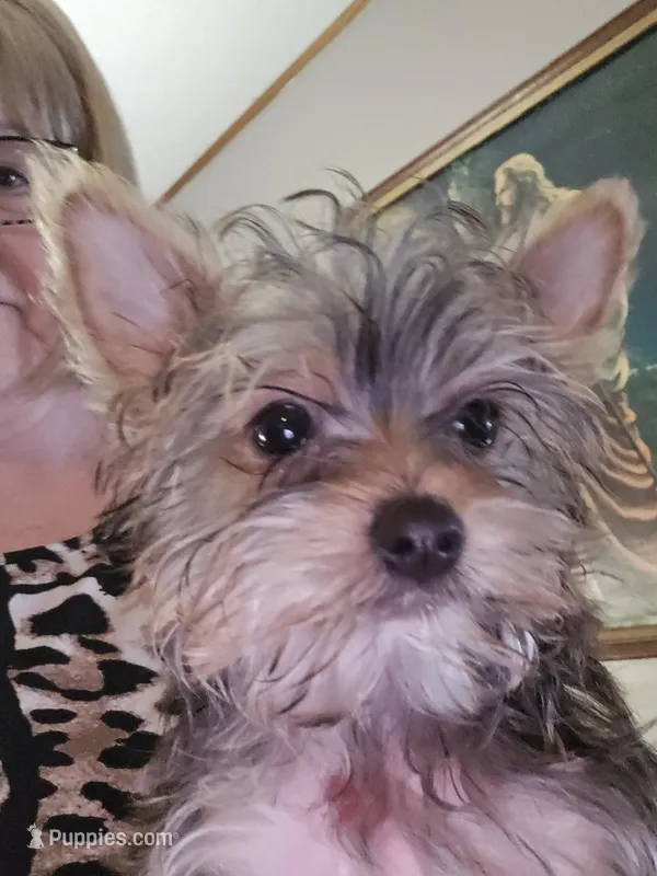 AKC boy or Pet price – Yorkshire Terrier puppy for sale in West Plains, MO