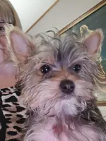 AKC boy or Pet price, a male Yorkshire Terrier for sale in West Plains, MO – Photo 4 of 4