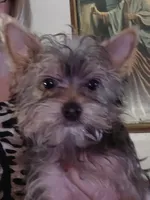 AKC boy or Pet price, a male Yorkshire Terrier for sale in West Plains, MO – Photo 2 of 4