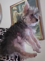 AKC boy or Pet price, a male Yorkshire Terrier for sale in West Plains, MO – Photo 3 of 4