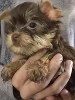 AKC or Pet price, a male Yorkshire Terrier for sale in West Plains, MO – Photo 2 of 9