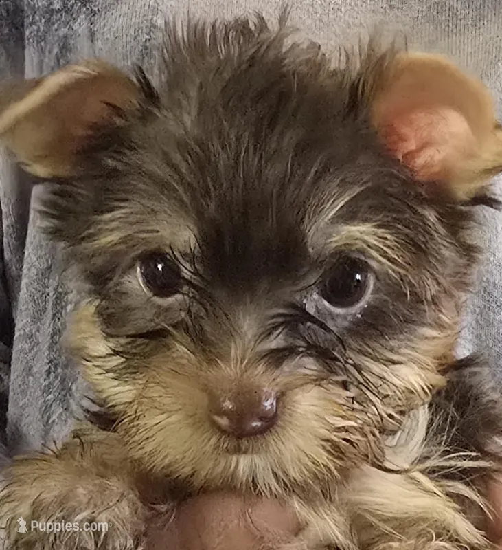 AKC or Pet price – Yorkshire Terrier puppy for sale in West Plains, MO