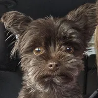 AKC or Pet price, a male Yorkshire Terrier for sale in West Plains, MO – Photo 9 of 9