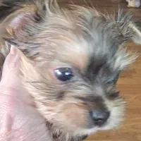 AKC or Pet price, a male Yorkshire Terrier for sale in West Plains, MO – Photo 4 of 9