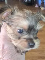 AKC or Pet price, a male Yorkshire Terrier for sale in West Plains, MO – Photo 2 of 7