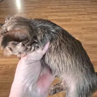 AKC or Pet price, a male Yorkshire Terrier for sale in West Plains, MO – Photo 7 of 9