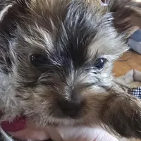 AKC or Pet price, a male Yorkshire Terrier for sale in West Plains, MO – Photo 5 of 9