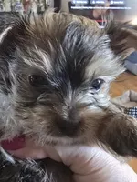 AKC or Pet price, a male Yorkshire Terrier for sale in West Plains, MO – Photo 3 of 7