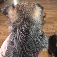 AKC or Pet price, a male Yorkshire Terrier for sale in West Plains, MO – Photo 6 of 9