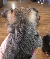 AKC or Pet price, a male Yorkshire Terrier for sale in West Plains, MO – Photo 4 of 7