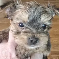 AKC or Pet price, a male Yorkshire Terrier for sale in West Plains, MO – Photo 3 of 9