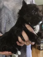 Girl two, a female Yorkshire Terrier for sale in West Plains, MO – Photo 3 of 4