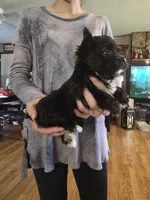 Girl two, a female Yorkshire Terrier for sale in West Plains, MO – Photo 4 of 4