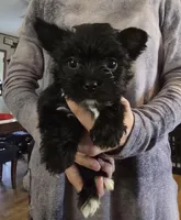 Girl two, a female Yorkshire Terrier for sale in West Plains, MO – Photo 2 of 4