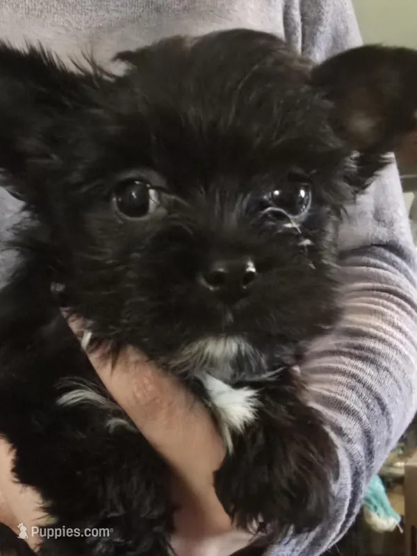 Girl two – Yorkshire Terrier puppy for sale in West Plains, MO