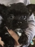 Girl two, a female Yorkshire Terrier for sale in West Plains, MO – Photo 1 of 4