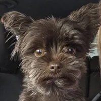 Akc Tiny Boy or pet price, a male Yorkshire Terrier for sale in West Plains, MO – Photo 6 of 6