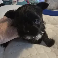 Akc Tiny Boy or pet price, a male Yorkshire Terrier for sale in West Plains, MO – Photo 2 of 6