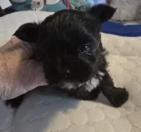 Akc Tiny Boy or pet price, a male Yorkshire Terrier for sale in West Plains, MO – Photo 2 of 6